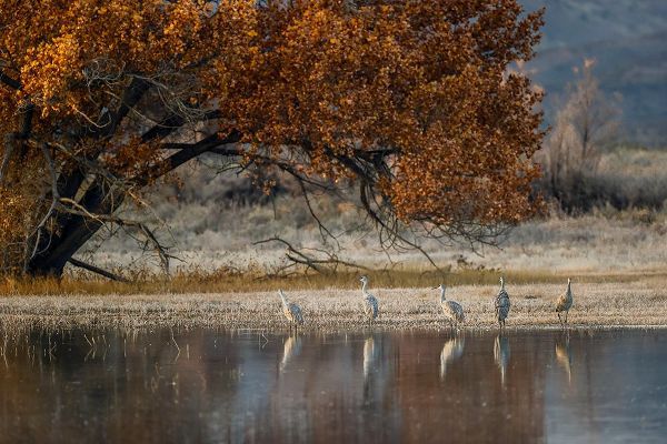 Jones, Adam 아티스트의 Sandhill cranes and reflection Bosque del Apache National Wildlife Refuge-New Mexico작품입니다.